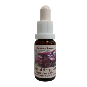 Essence de champignons Korte - Tige dure et groupée 15 ml