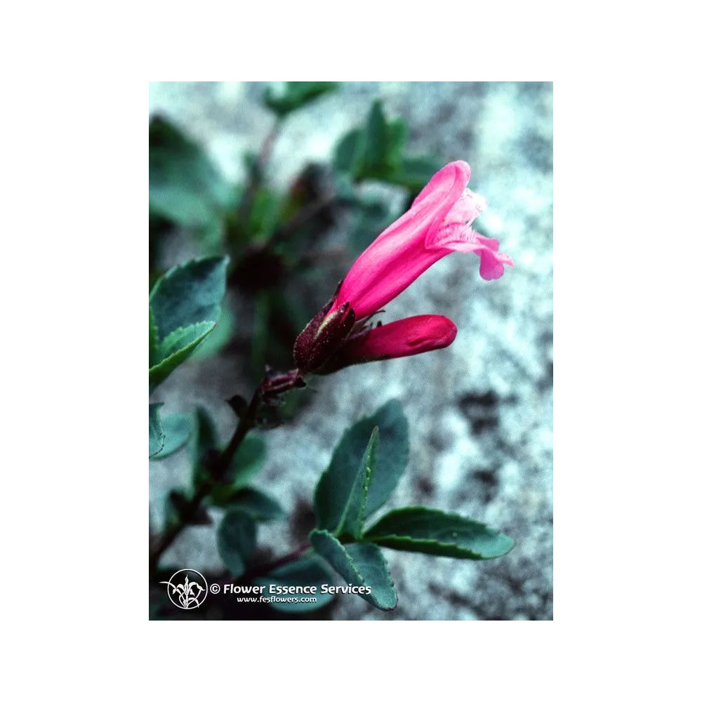 Essence unique californienne FES - Mountain Pride (Penstemon newberryi) 7,4 ml