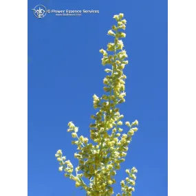 Esencia única de California...