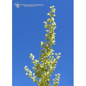 FES Californian Single Essence - Mugwort (Artemisia douglasiana) 7.4 ml