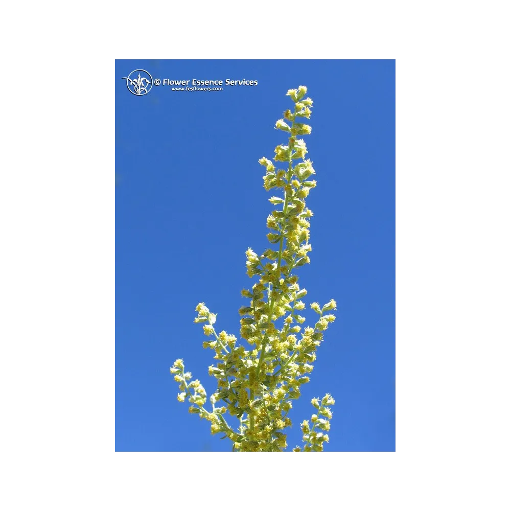Single Californian Essence FES – Mugwort
