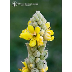 Esencia única californiana FES - Gordolobo (Verbascum thapsus) 7,4 ml