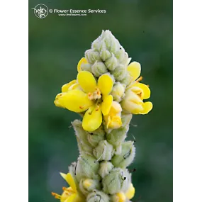 Esencia única californiana...