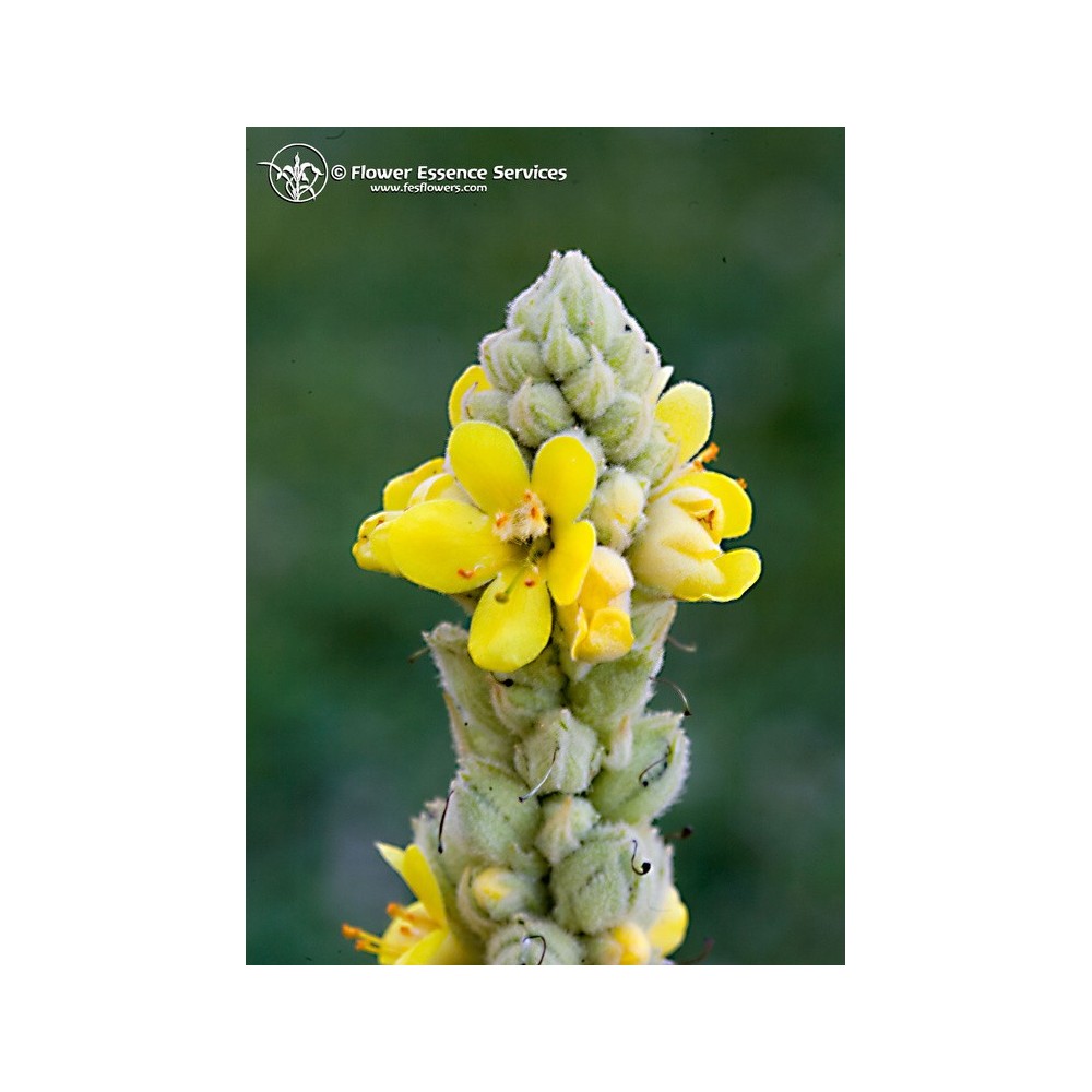 Esencia única californiana FES - Gordolobo (Verbascum thapsus) 7,4 ml
