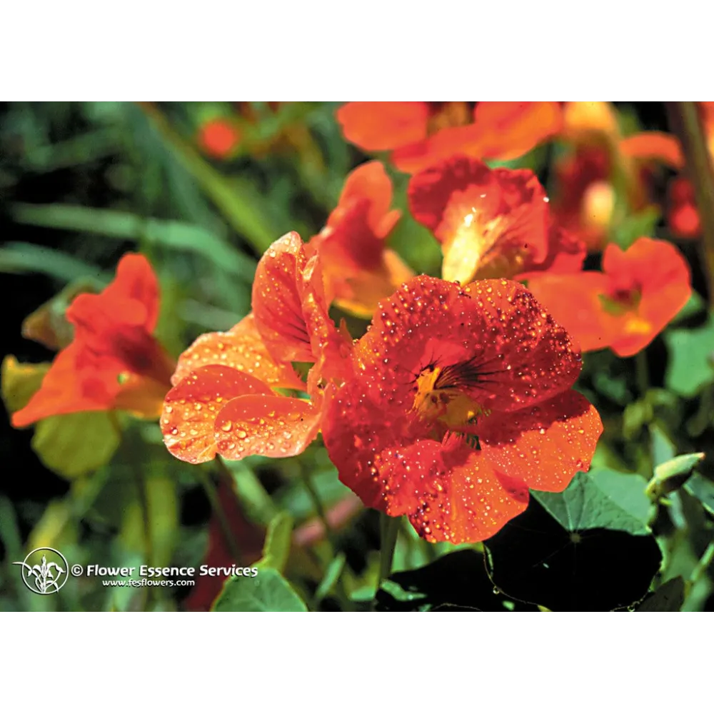 FES Californian Single Essence – Kapuzinerkresse (Tropaeolum majus) 7,4 ml