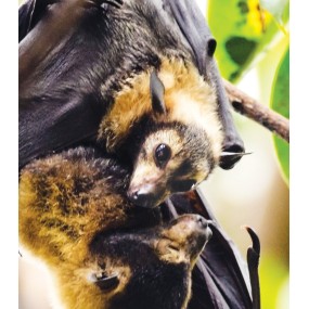 Formule composée Wild Earth - Bat Pup (Baby Bat) 30 ml