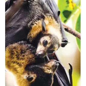 Wild Earth Compound Formula...