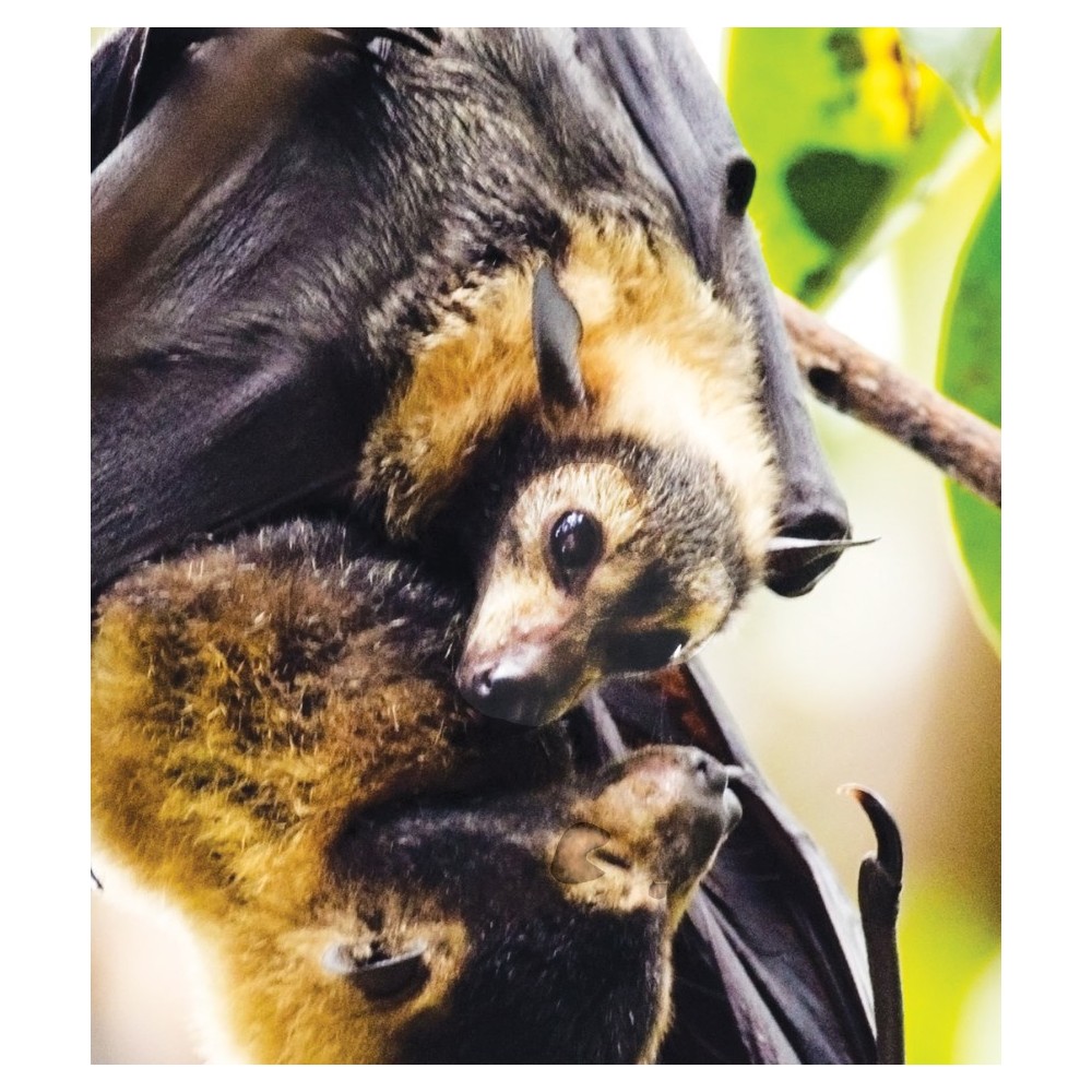 Formula Composta Wild Earth - Bat Pup (Cucciolo di Pipistrello) 30 ml
