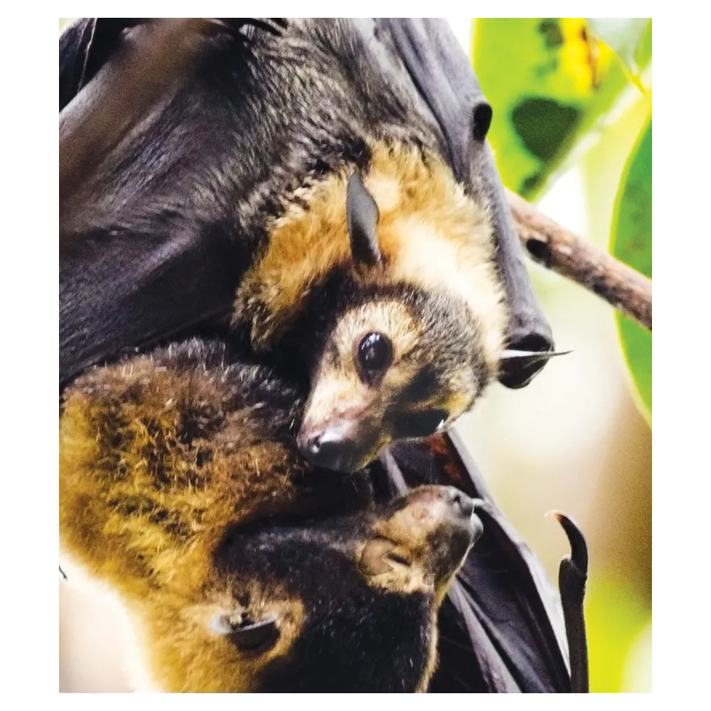 Fórmula compuesta de tierra salvaje - Bat Pup (Baby Bat) 30 ml