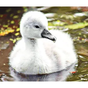 Formule composée Wild Earth...