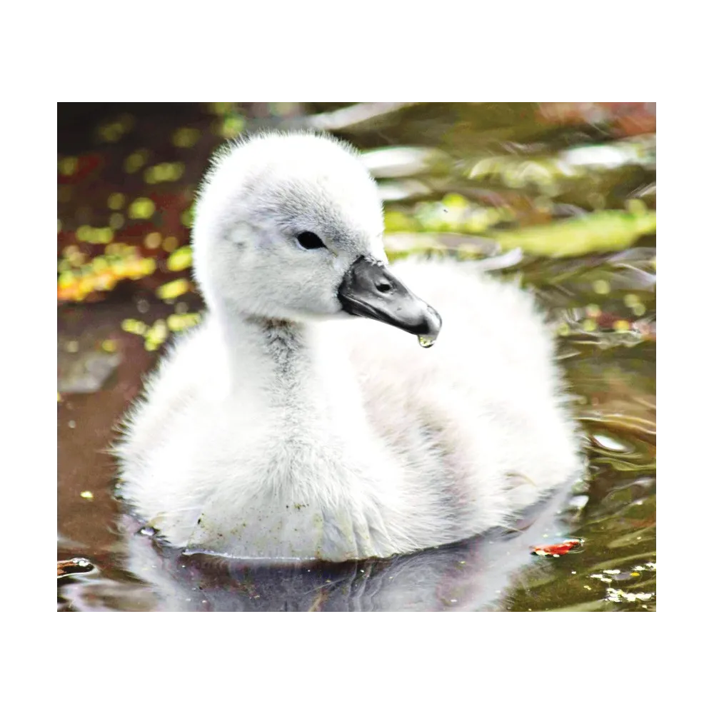 Fórmula compuesta de Wild Earth - Cygnet (Cisne bebé)