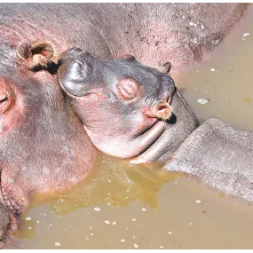 Formule composée Wild Earth - Hippo Claf (Bébé Hippo)