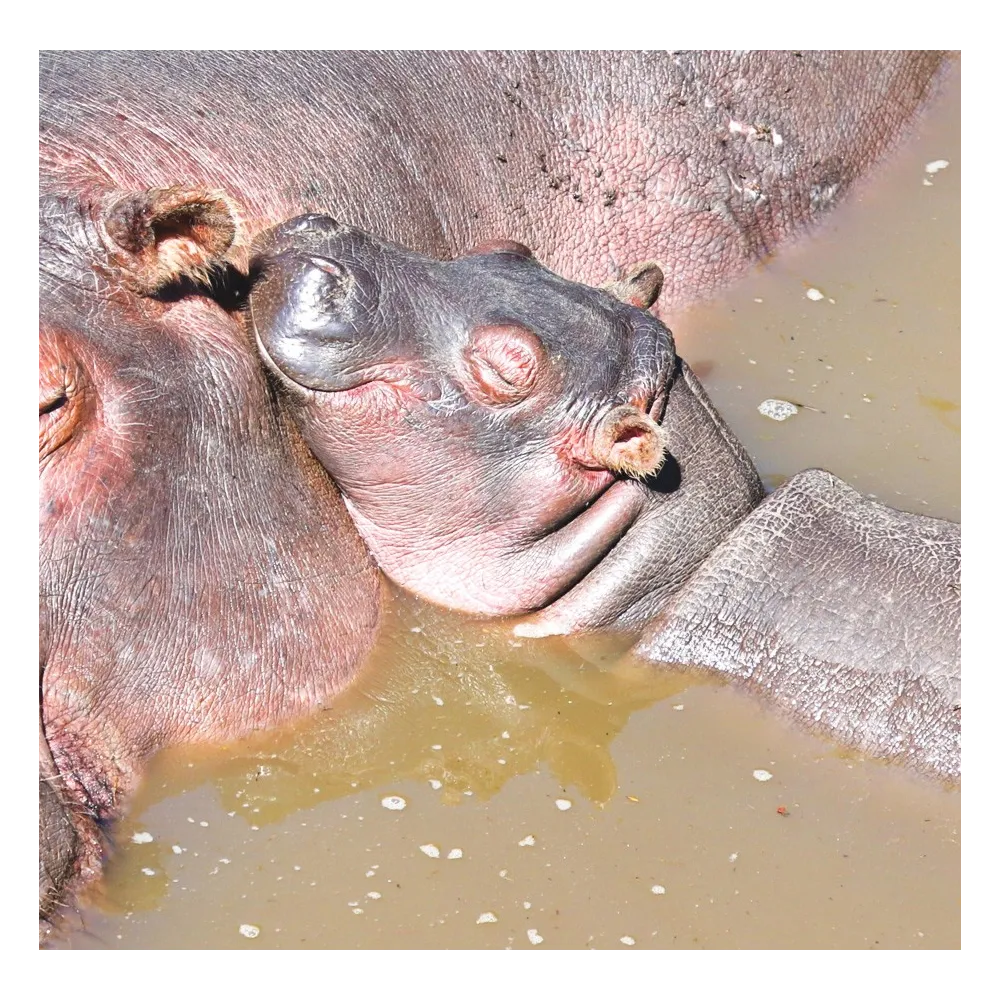 Fórmula compuesta de tierra salvaje - Hippo Claf (Hippo Baby) 30 ml