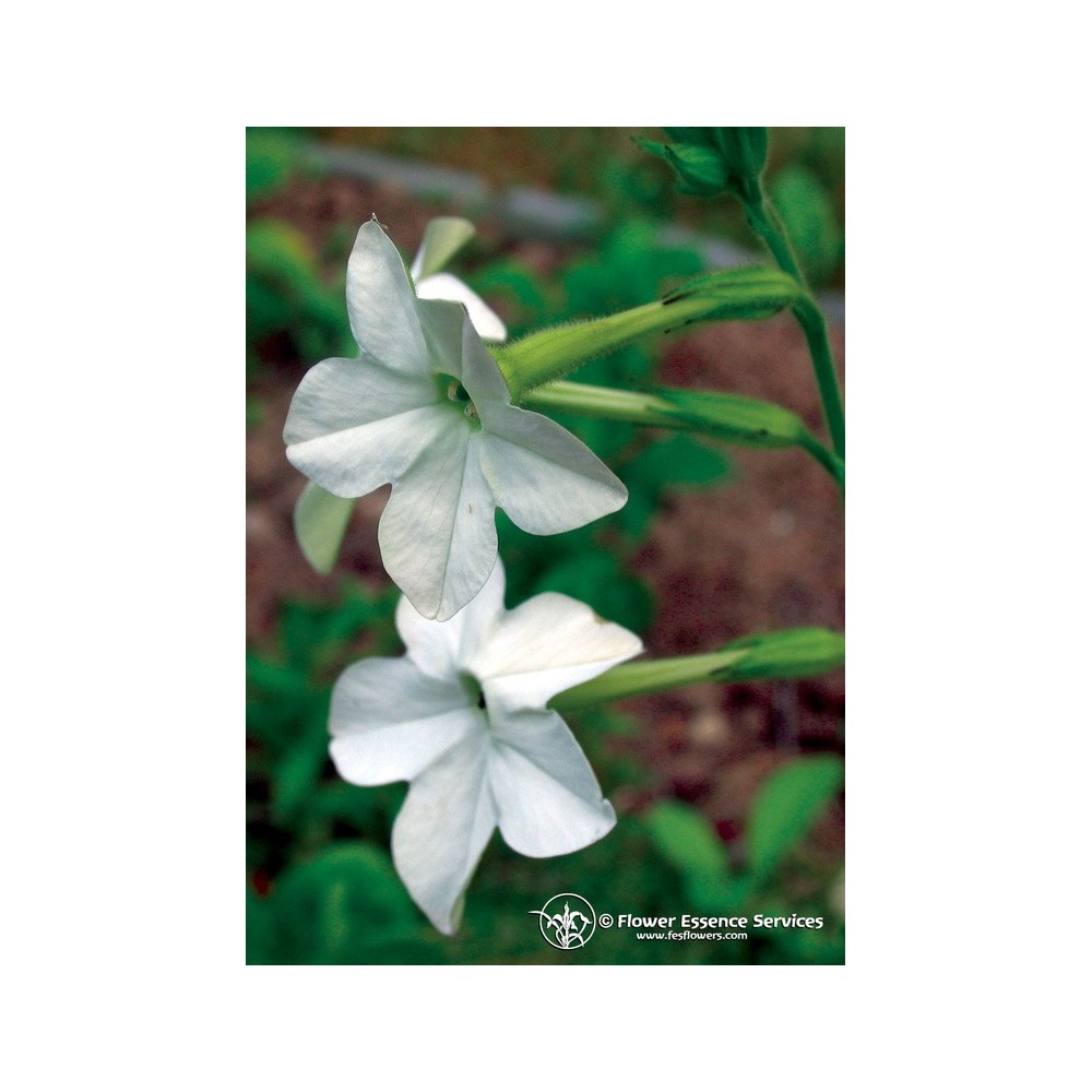 Kalifornische Einzelessenz FES - Nicotiana (Nicotiana alata) 7,4 ml