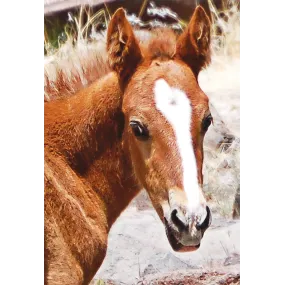 Formule composée Wild Earth...