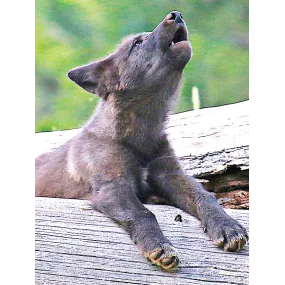 Formule composée Wild Earth...