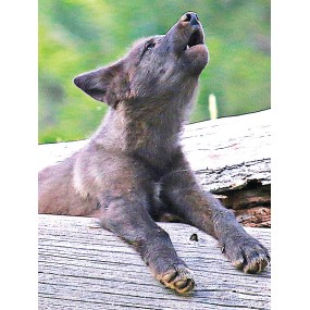 Wild Earth Compound Formula - Wolf Pup (Wolf Cub) 30 ml
