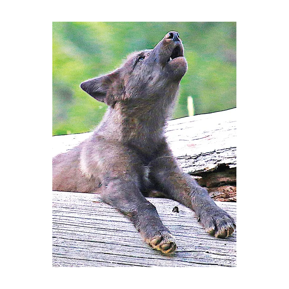 Fórmula compuesta de Wild Earth - Cachorro de lobo