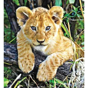 Formule composée Wild Earth...