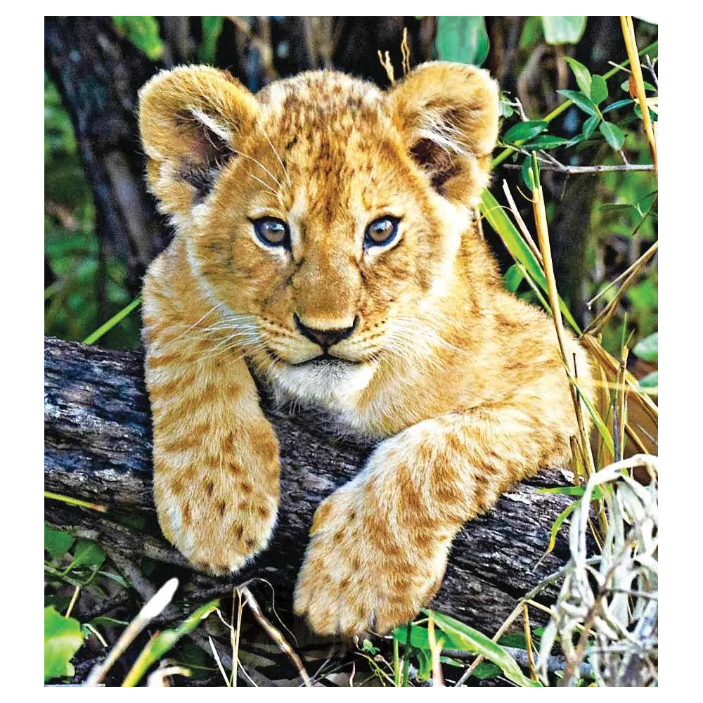 Fórmula compuesta de Wild Earth - Cachorro de león