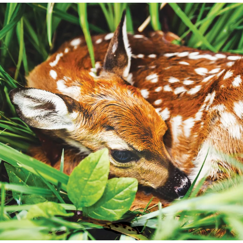 Wild Earth Tierverbindungsformel - Kitz (Rehkitz)