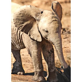 Formula Composta Animali Wild Earth - Elephant Calf (Cucciolo di Elefante) 30 ml