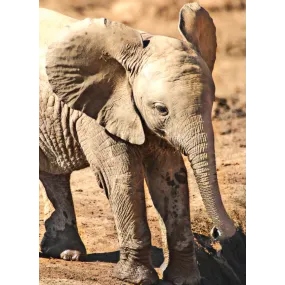 Wild Earth Animal Compound...