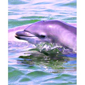 Formule composée d'animaux de la Terre sauvage - Dolphin Calf (Dolphin Baby) 30 ml