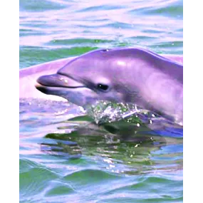 Wild Earth Animal Compound...