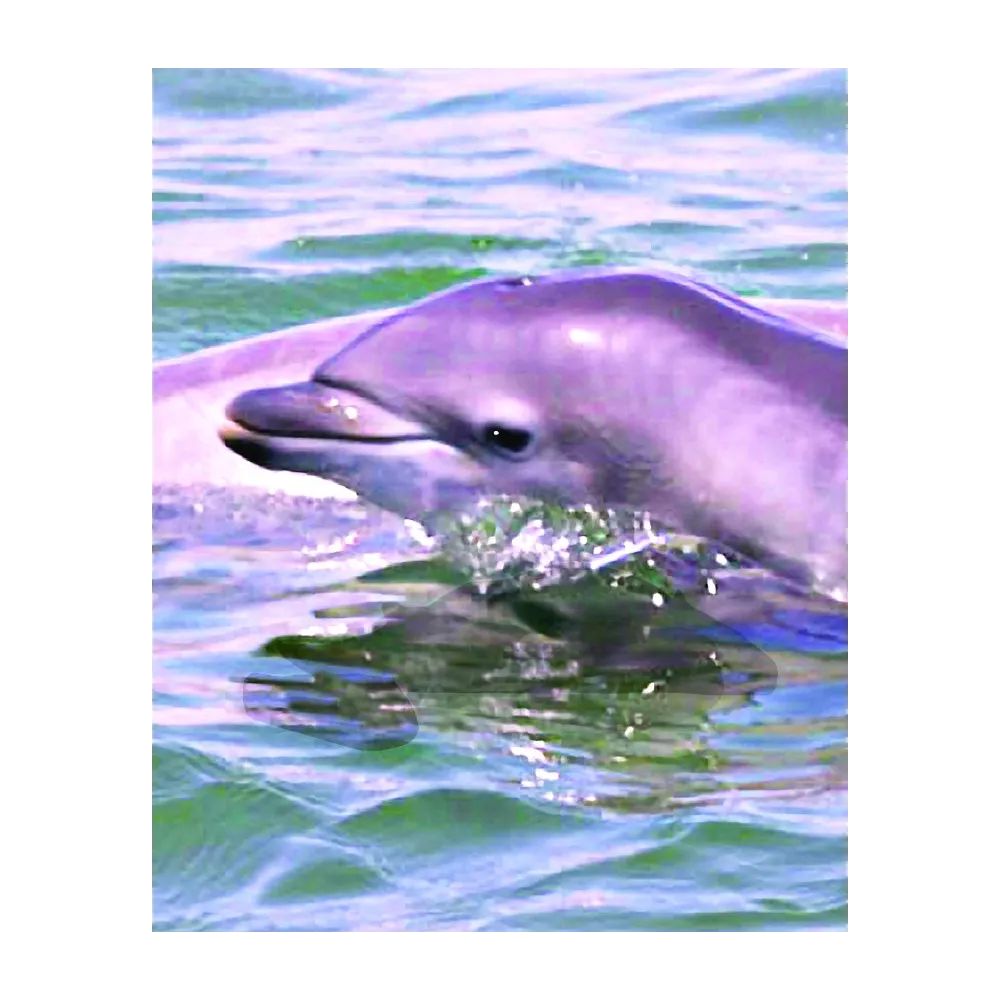 Formule composée animale Wild Earth - Dauphin