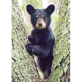 Formula Composta Animali Wild Earth - Bear Cub (Cucciolo di Orso) 30 ml