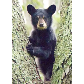 Fórmula compuesta de animales de la Tierra Salvaje - Cachorro de oso