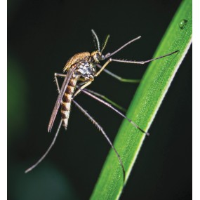 Essenza Singola Wild Earth - Mosquito (Zanzara) 30 ml