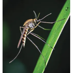 Wild Earth Single Essence -...