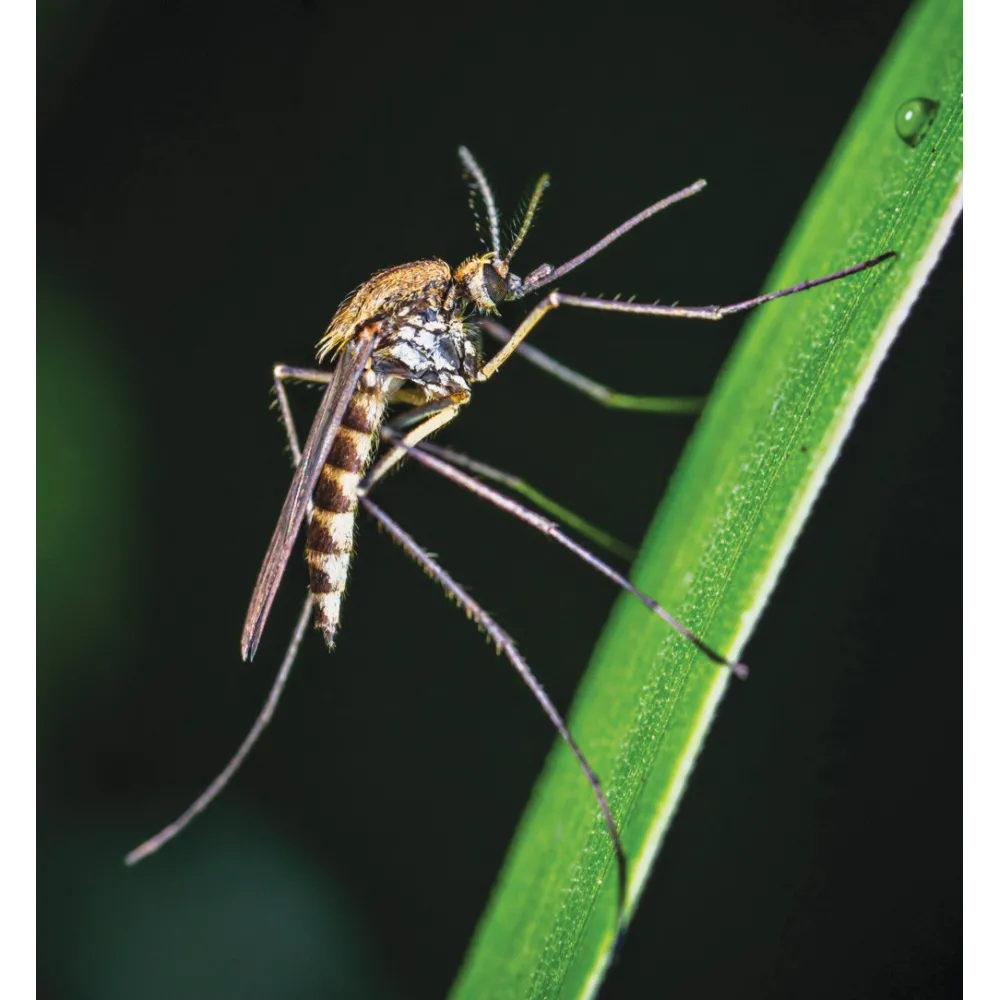 Esencia única de Wild Earth - Mosquito