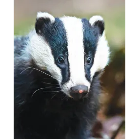 Wild Earth Single Essence -...