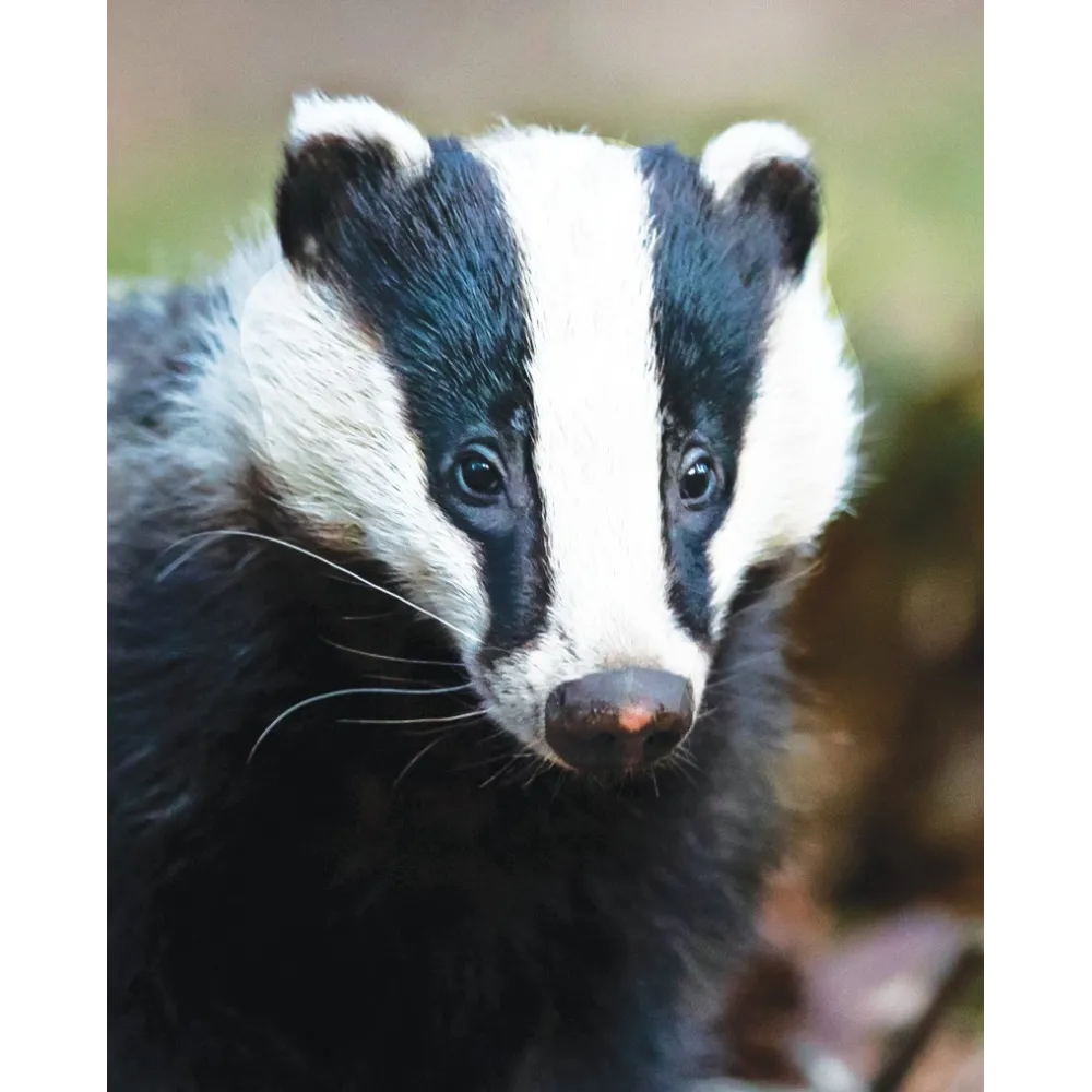 Wild Earth Essence Unique - Blaireau (Blaireau) 30 ml