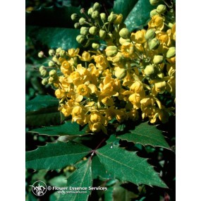 Esencia única californiana FES - Uva de Oregón (Berberis aquifolium) 7,4 ml