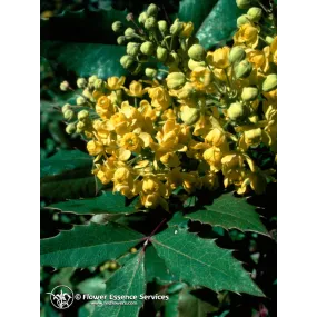 Esencia única de California...