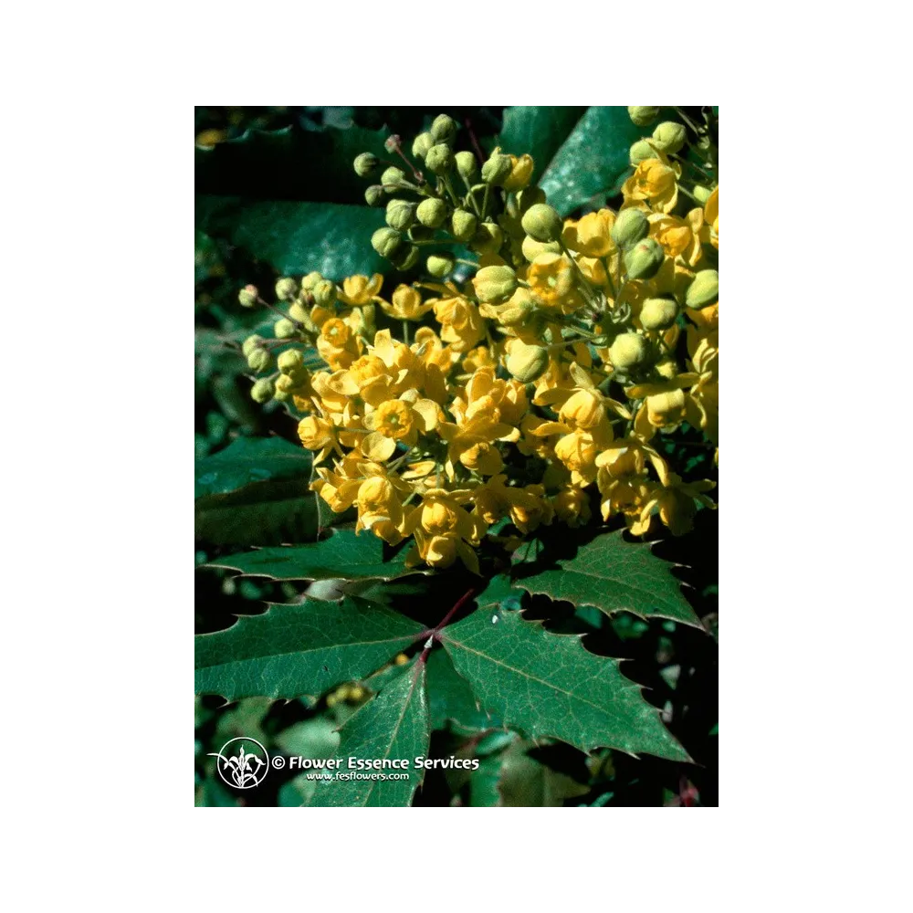 Single Californian Essence FES – Oregon Grape