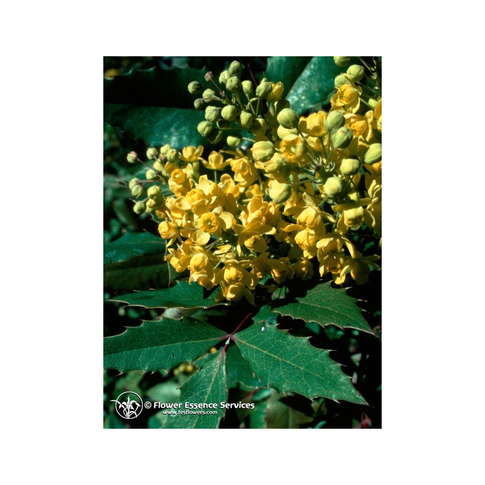 Essenza Singola Californiana FES - Oregon Grape (Berberis aquifolium) 7,4 ml