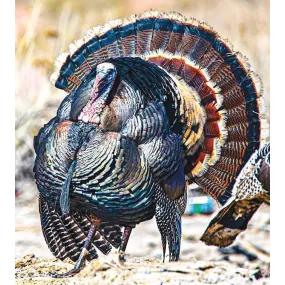 Essence unique Wild Earth -...