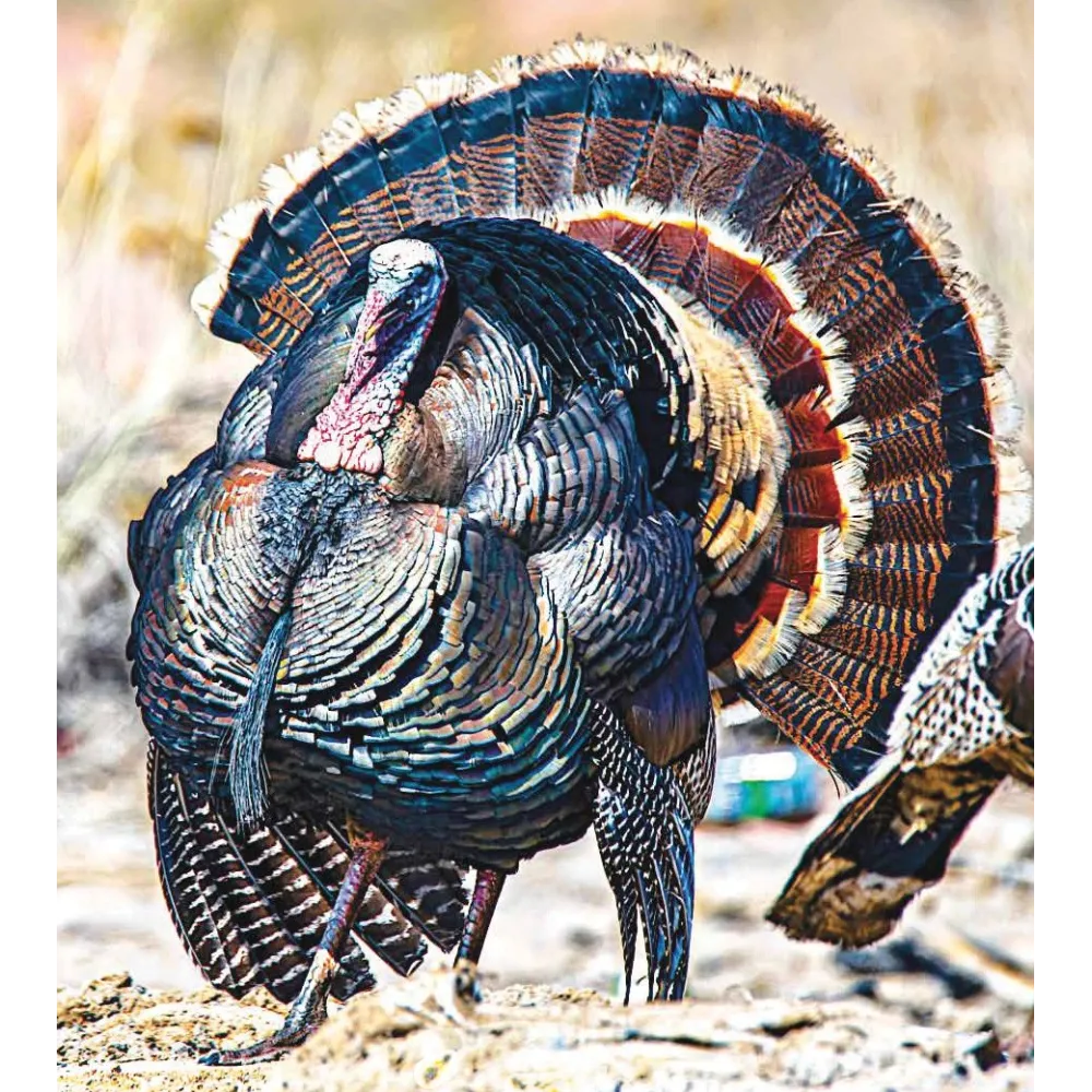 Wild Earth Single Essence - Wild Turkey 30 ml