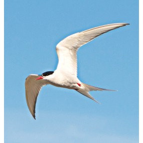 Essenza Singola Wild Earth - Arctic Tern (Sterna artica) 30 ml