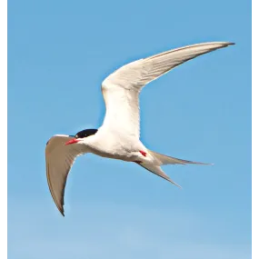 Wild Earth Single Essence –...