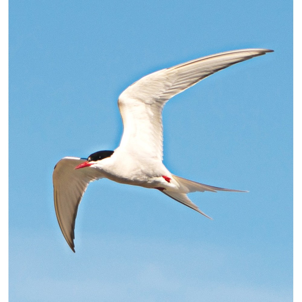 Essenza Singola Wild Earth - Arctic Tern (Sterna artica) 30 ml
