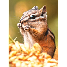 Wild Earth Single Essence - Chipmunk (American Squirrel) 30 ml