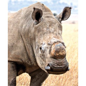 Essenza Singola Wild Earth - White Rhinoceros (Rinoceronte bianco) 30 ml
