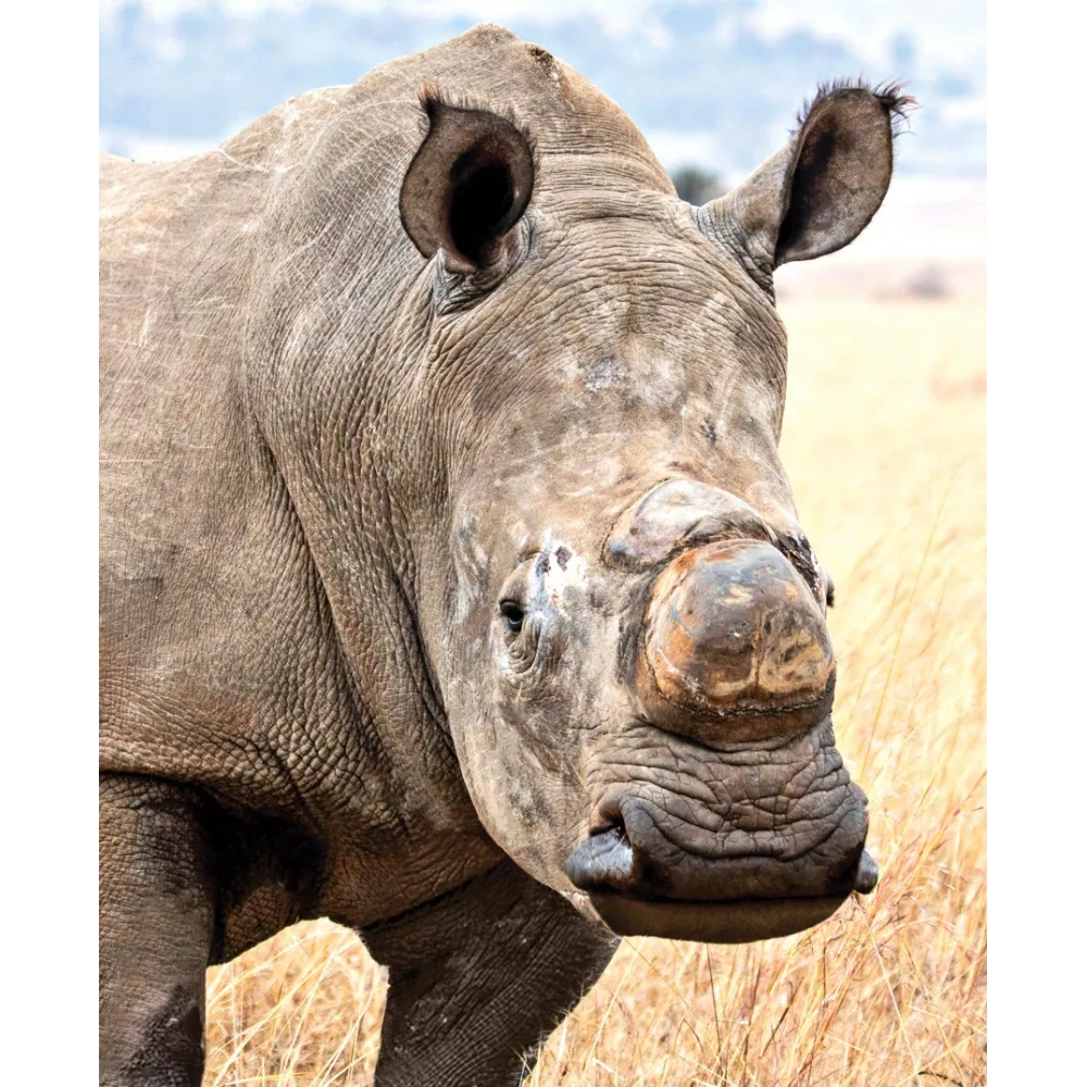 Essence unique Wild Earth - Rhinocéros blanc