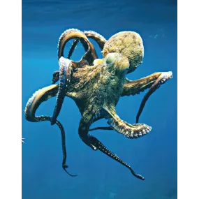 Wild Earth Single Essence -...